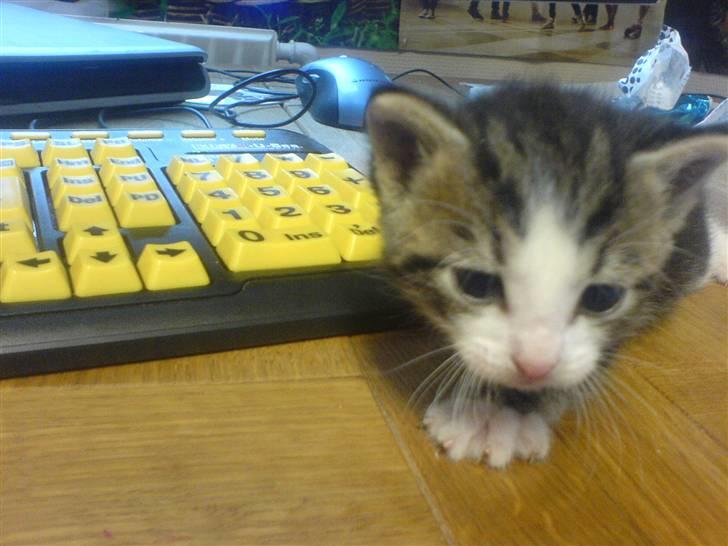 Huskat Tiger + DØD+ billede 4