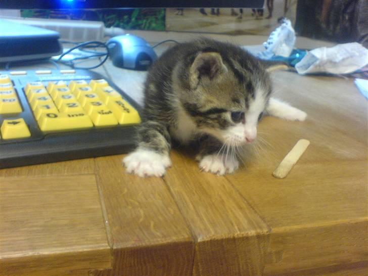 Huskat Tiger + DØD+ billede 5