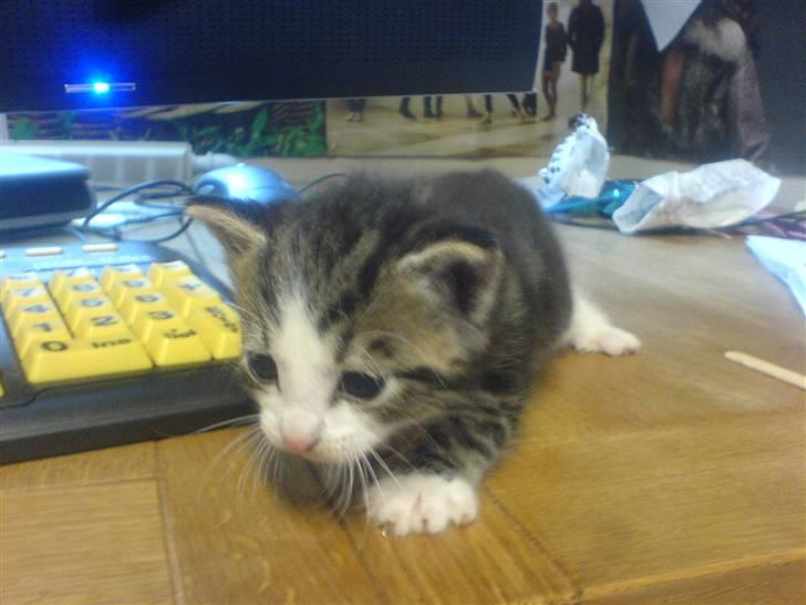 Huskat Tiger + DØD+ billede 6