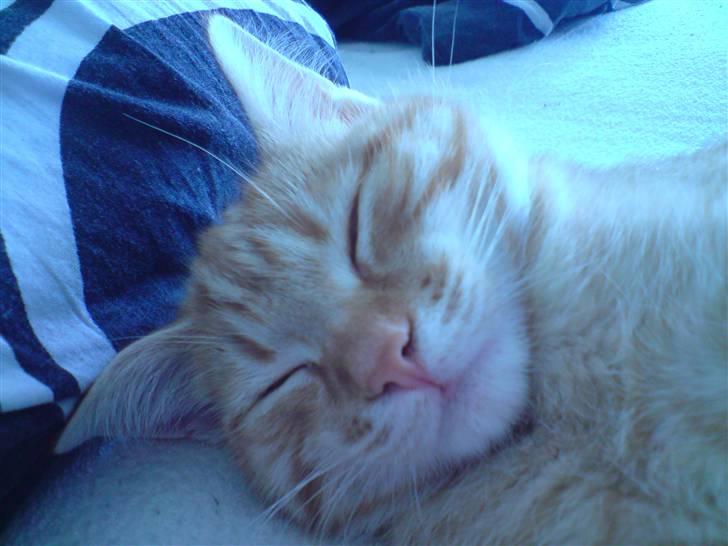 Blanding af racer Maine coon, Baloo - ZZZzzzZZZzzzZZ billede 10