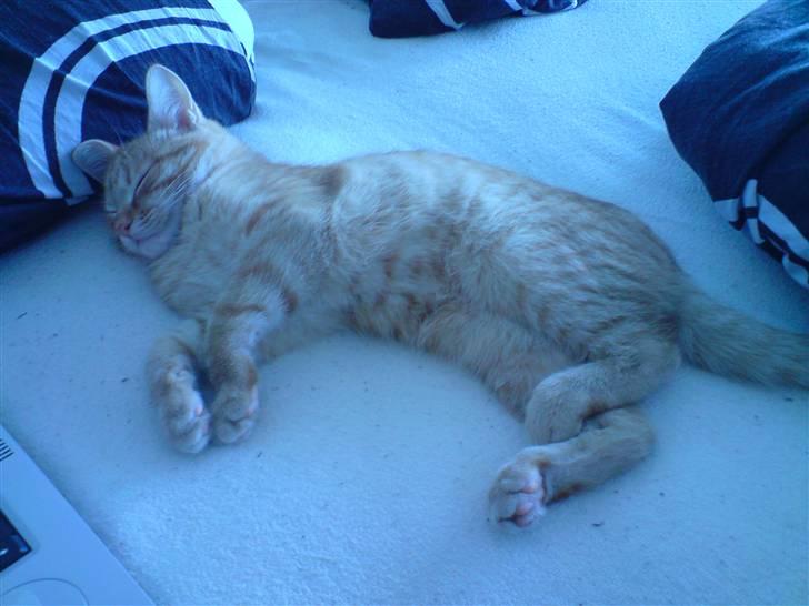 Blanding af racer Maine coon, Baloo - Har hele sengen for mig selv....hyggeligt...:-) billede 11