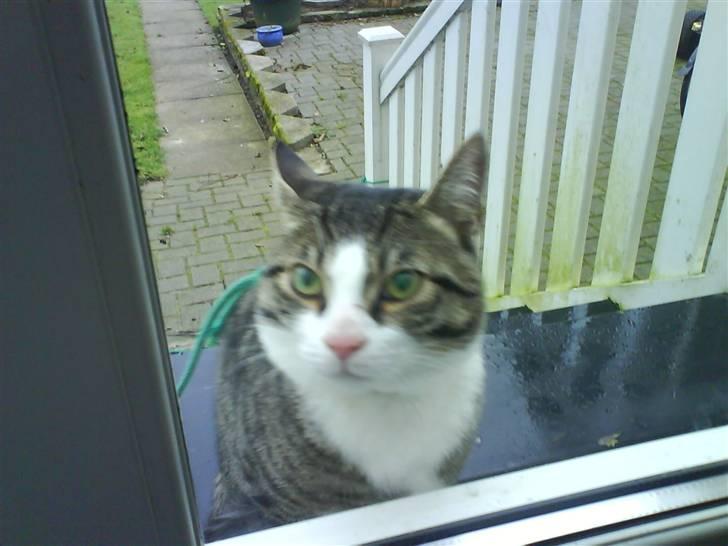 Blanding af racer stanly billede 7