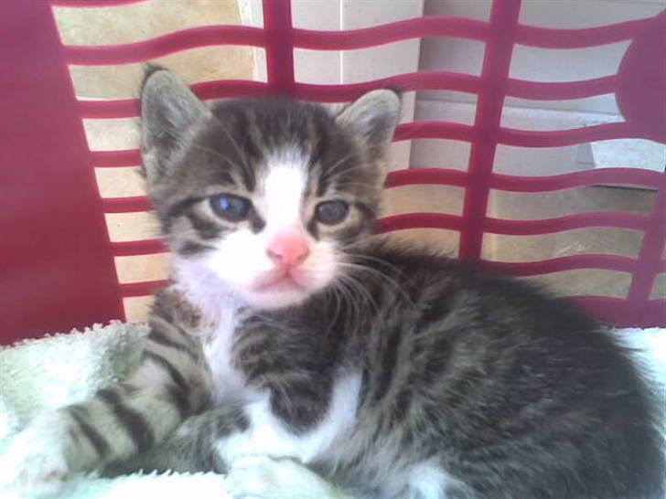 Blanding af racer stanly billede 8