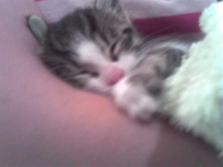 Blanding af racer stanly billede 9