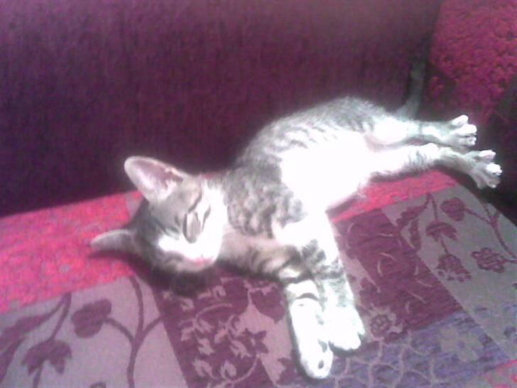 Blanding af racer stanly billede 10