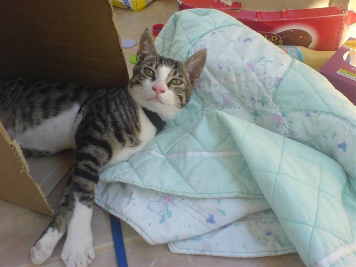 Blanding af racer stanly billede 11