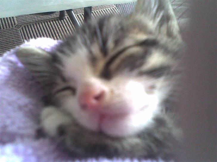 Blanding af racer stanly billede 12