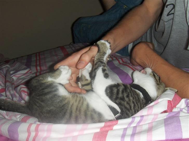 Blanding af racer stanly billede 13