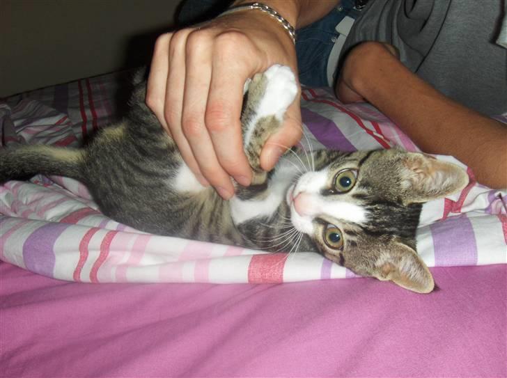 Blanding af racer stanly billede 14