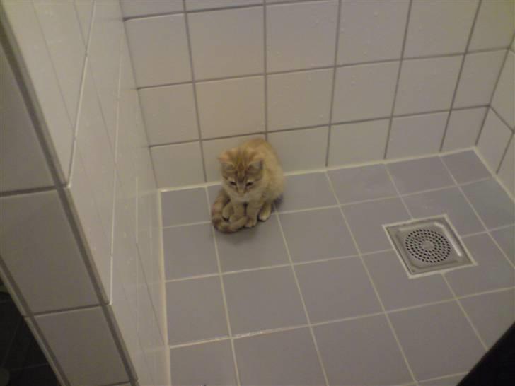 Blanding af racer Maine coon, Baloo - Her elsker jeg og lege med mit legetøj... billede 12