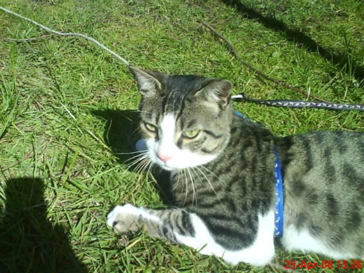 Blanding af racer stanly billede 15