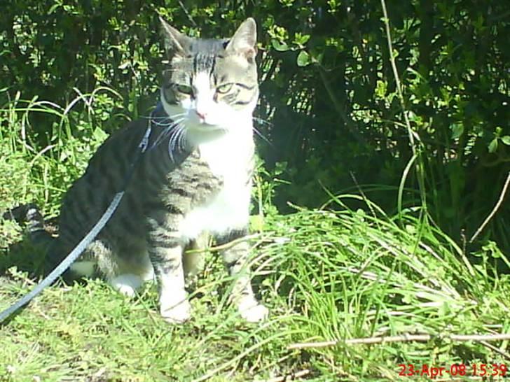 Blanding af racer stanly billede 16