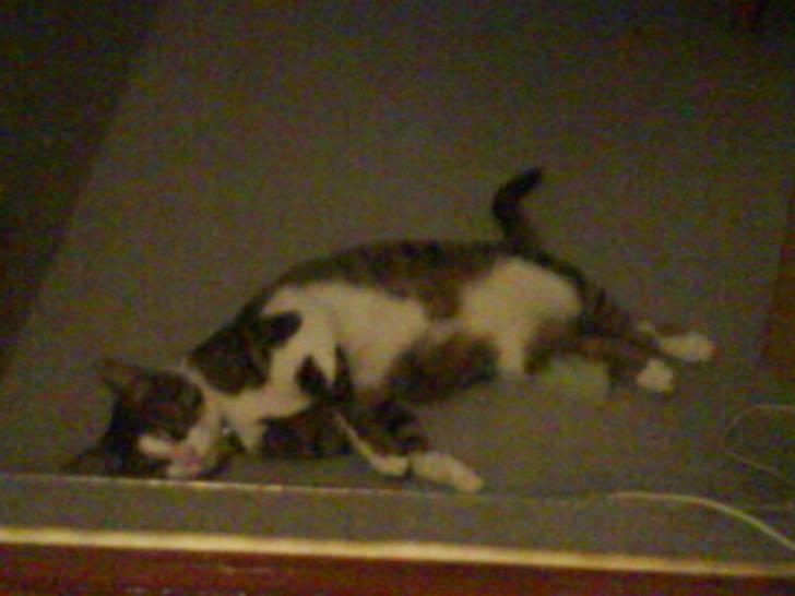 Blanding af racer stanly billede 17