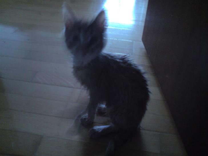 Blanding af racer Maine coon, Baloo - Her har jeg lige været i bad, for jeg var røget en tur i toilettet...Puhaa billede 13