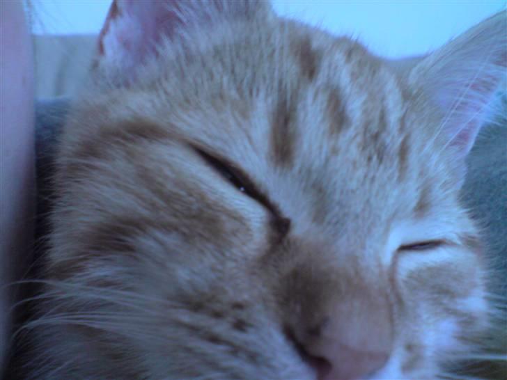 Blanding af racer Maine coon, Baloo billede 14