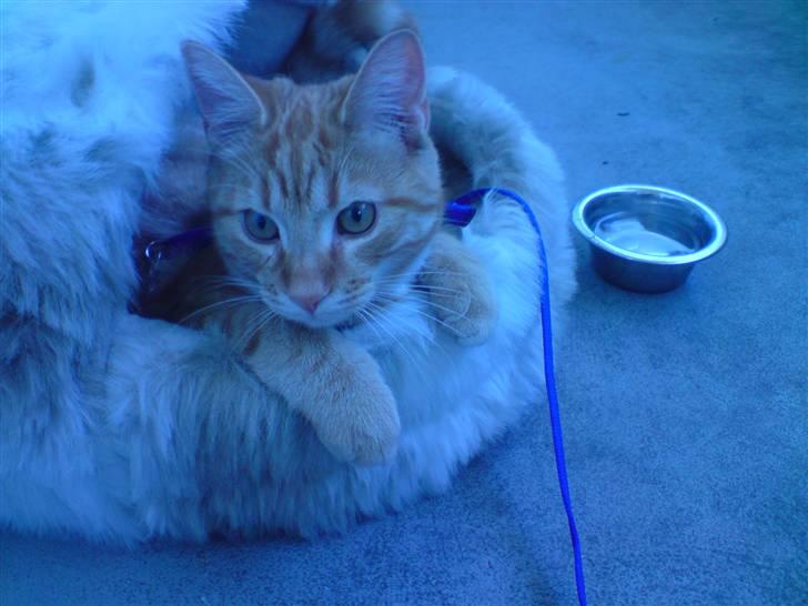 Blanding af racer Maine coon, Baloo - Jeg ææælsker bare min hule den er SÅ hyggelig at putte i.. billede 15