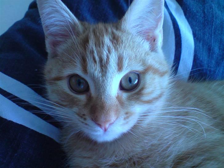 Blanding af racer Maine coon, Baloo billede 16