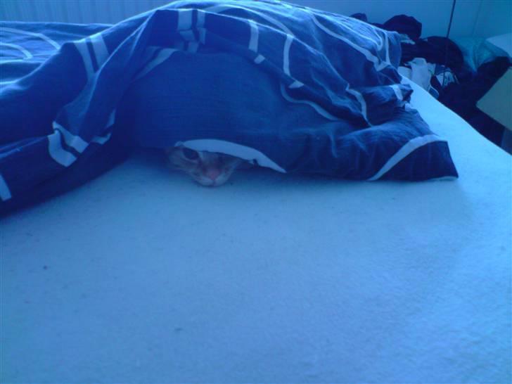 Blanding af racer Maine coon, Baloo - Hehe gemmer mig lige for dem alle sammen...:-) billede 17