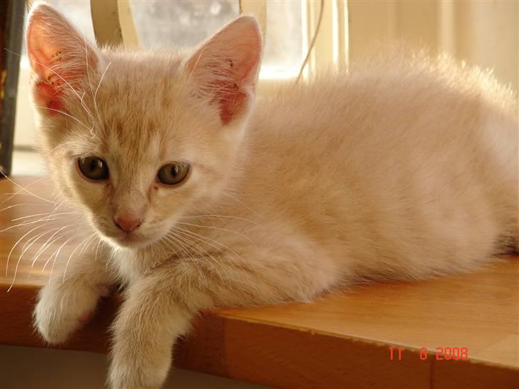 Huskat Cuba billede 2