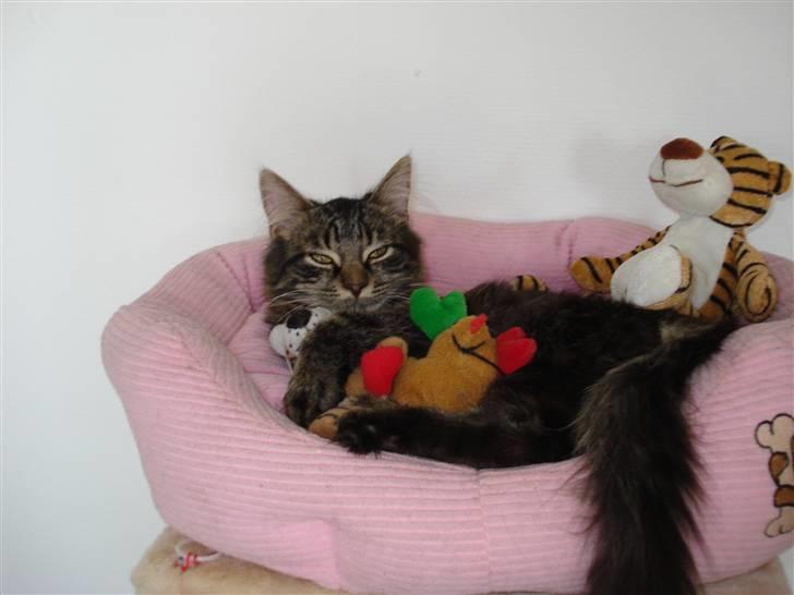 Norsk Skovkat Skipper - Skipper elsker hans lyserøde kurv..:D billede 5