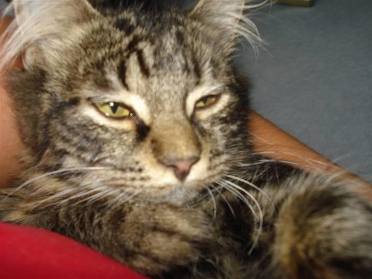 Norsk Skovkat Skipper - Tigermis.. billede 6