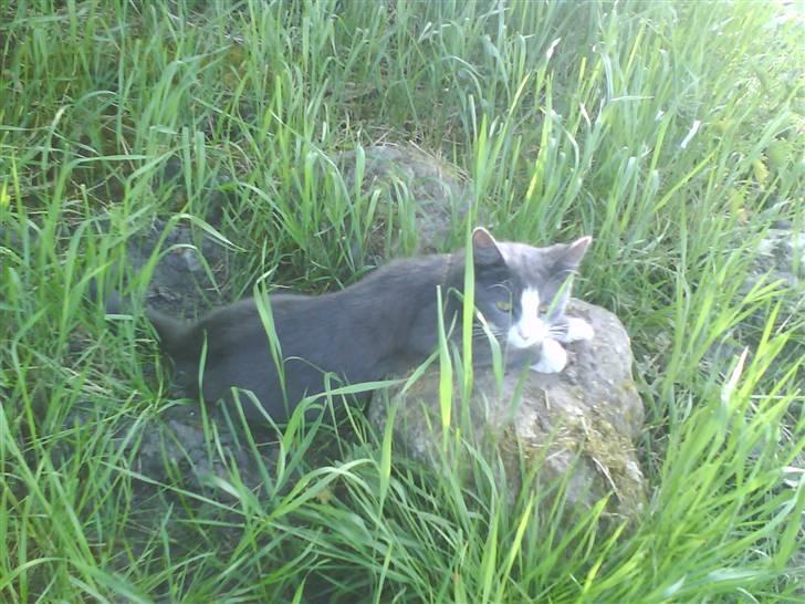 Huskat speedy hjælp mig hjem billede 17