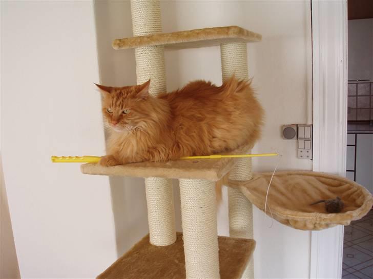 Maine Coon Hugo Boss R.I.P. billede 1