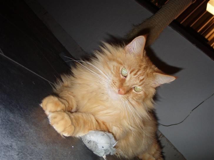 Maine Coon Hugo Boss R.I.P. billede 2