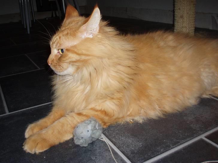 Maine Coon Hugo Boss R.I.P. billede 3