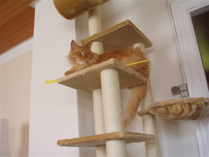 Maine Coon Hugo Boss R.I.P. billede 4