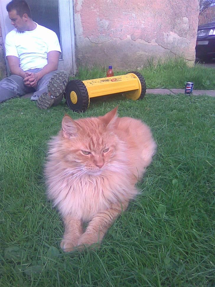Maine Coon Hugo Boss R.I.P. billede 6