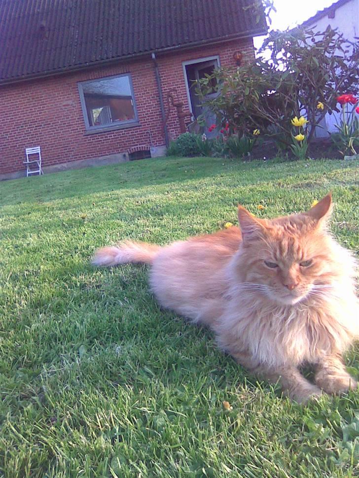 Maine Coon Hugo Boss R.I.P. billede 8