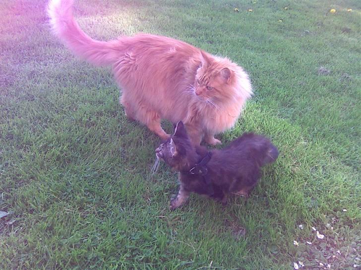 Maine Coon Hugo Boss R.I.P. billede 9
