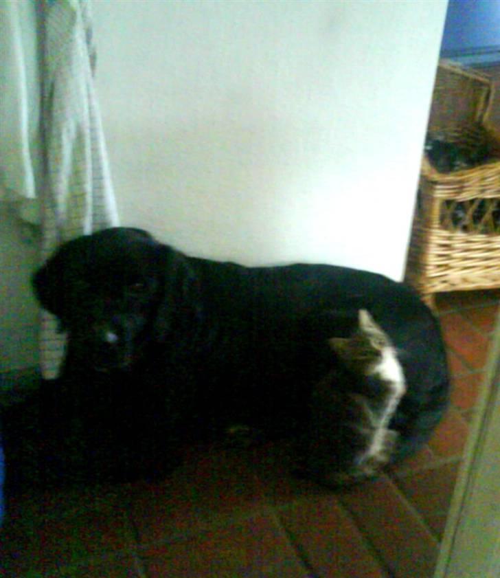 Huskat Gizmo billede 2