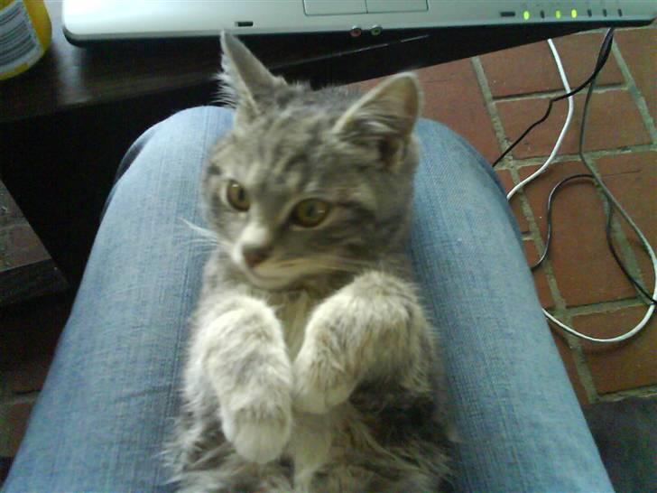 Huskat Gizmo billede 3