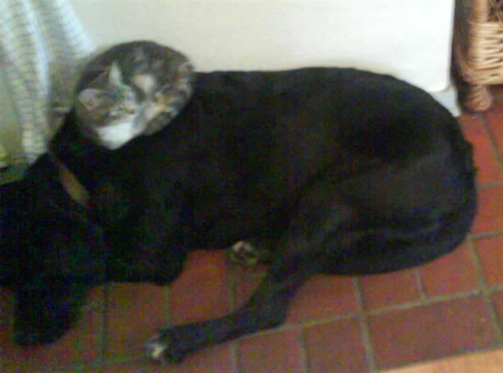 Huskat Gizmo billede 4