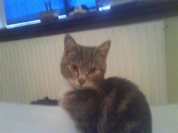 Huskat Gizmo billede 5