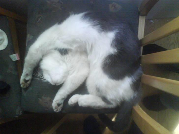 Huskat pjuske ,pjulle hvor er du - sove meget mærkelig  billede 19