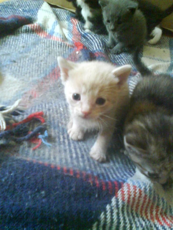 Huskat plys har fået nyt hjem billede 7