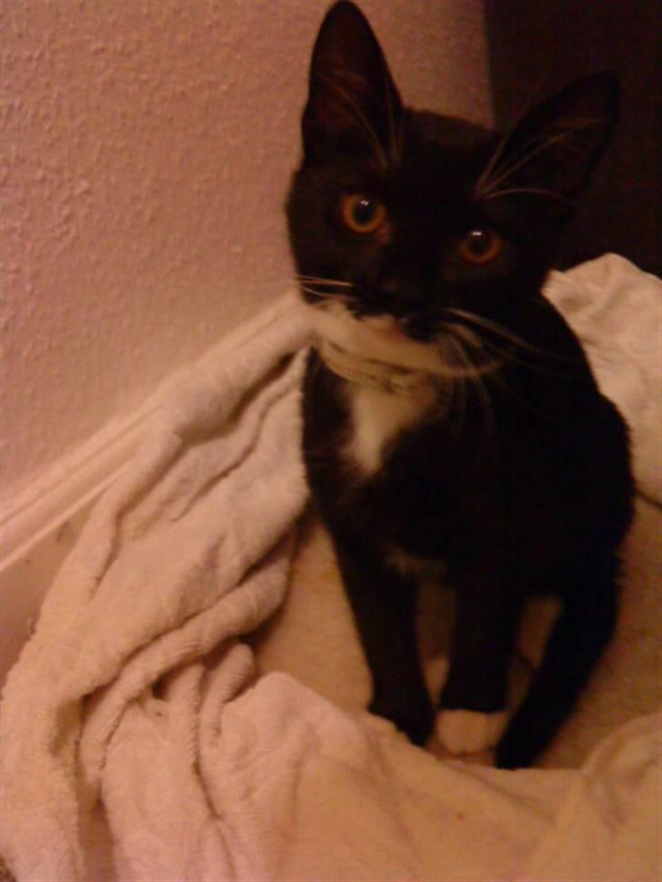 Blanding af racer $-Princess-$ billede 1