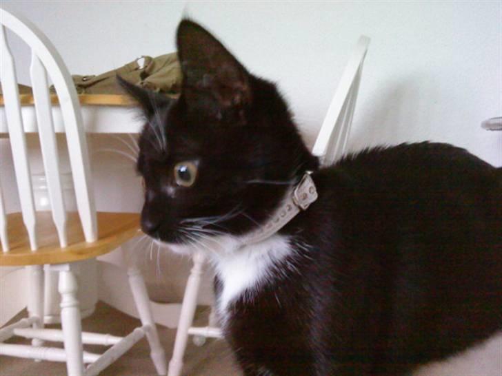 Blanding af racer $-Princess-$ billede 2