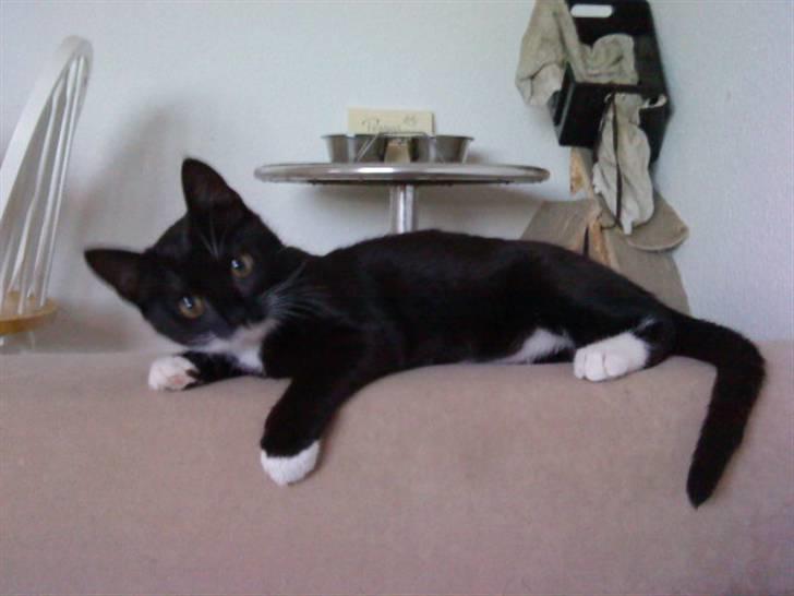 Blanding af racer $-Princess-$ billede 3