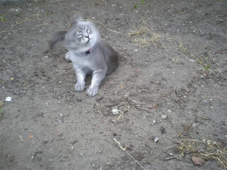 Maine Coon R.I.P. Aja - sand i ørene...føj da.. billede 8