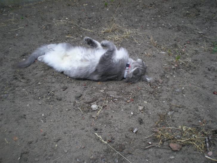 Maine Coon R.I.P. Aja - oooohhh det er skønt at komme ud... billede 9