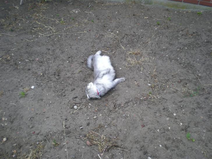 Maine Coon R.I.P. Aja - kanon sand...... billede 10