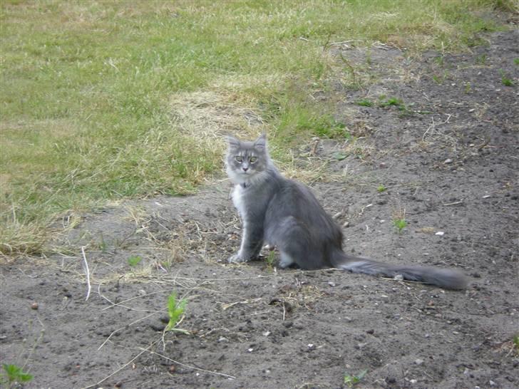 Maine Coon R.I.P. Aja - holder lige øje med det hele.. billede 11