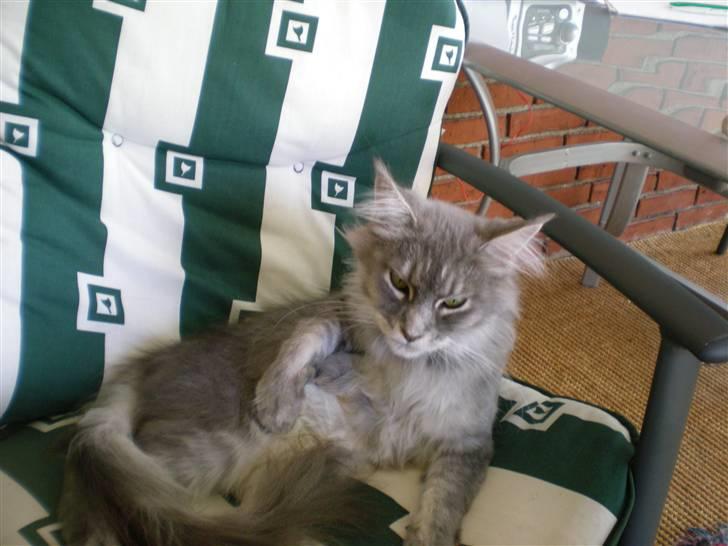 Maine Coon R.I.P. Aja - tag da lige og nusse mig lidt.. billede 12