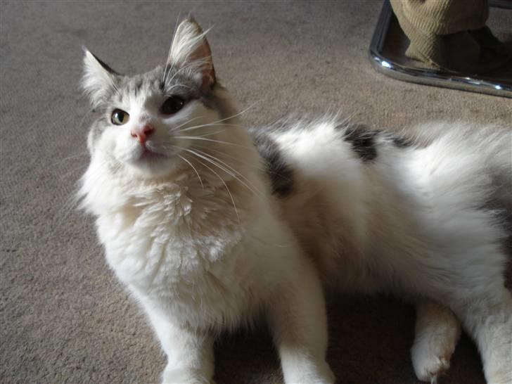 Norsk Skovkat Cormats ronaldinho billede 7