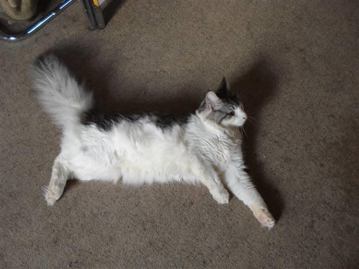 Norsk Skovkat Cormats ronaldinho billede 8