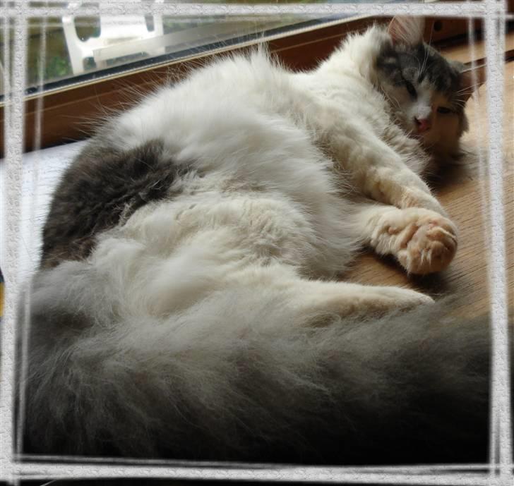 Norsk Skovkat Cormats ronaldinho billede 9